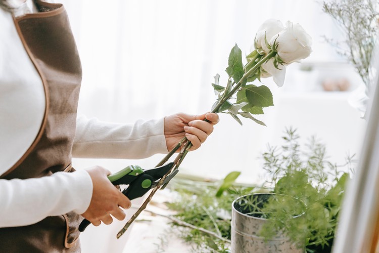 Blütenpracht bewahren: Pflegetipps für länger anhaltende Schnittblumen